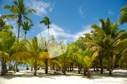 Image of Tropical beach. The Dominican Republic, Saona Island