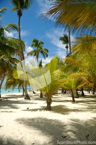 Image of Tropical beach. The Dominican Republic, Saona Island