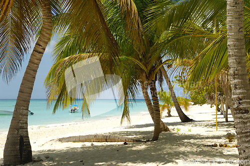 Image of Tropical beach. The Dominican Republic, Saona Island