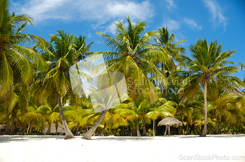 Image of Tropical beach. The Dominican Republic, Saona Island