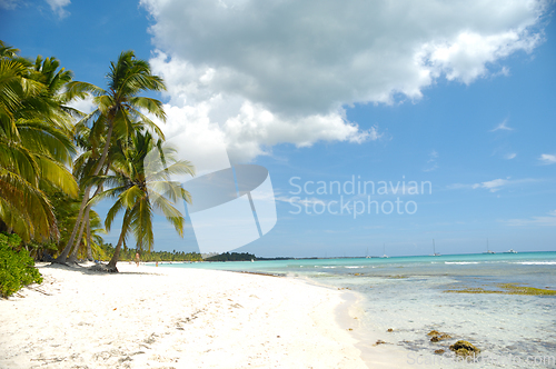 Image of Tropical beach. The Dominican Republic, Saona Island