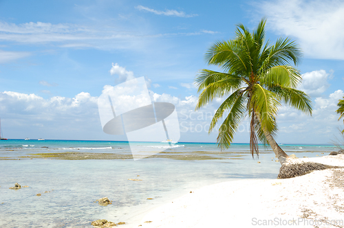 Image of Tropical beach. The Dominican Republic, Saona Island