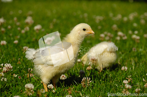 Image of Two baby chicks on green grass