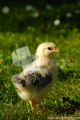 Image of Baby chick on green grass