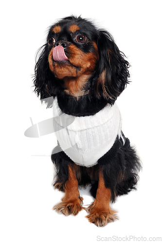 Image of Sad Cavalier King Charles Spaniel dog 