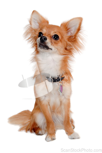 Image of chihuahua dog is sitting on a white background