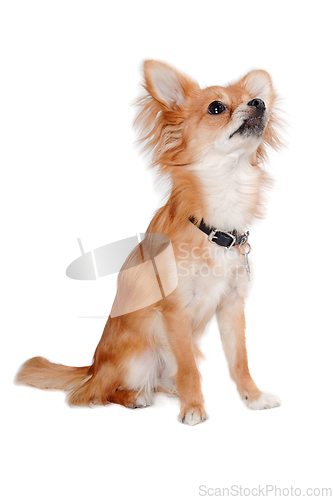 Image of chihuahua dog is sitting on a white background