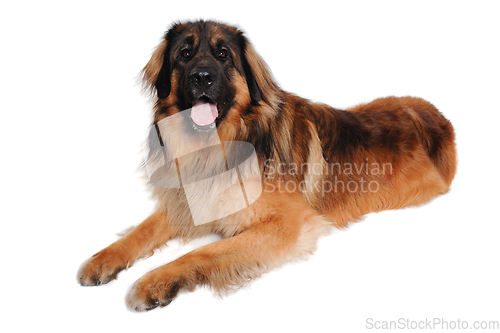 Image of Leonberger dog is resting on a clean white background