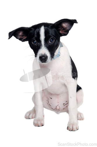 Image of Happy Rat terrier puppy dog is sitting on a white background