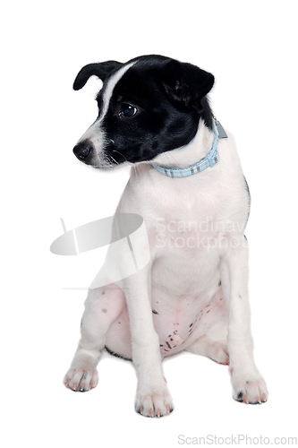 Image of Happy Rat terrier puppy dog is sitting on a white background