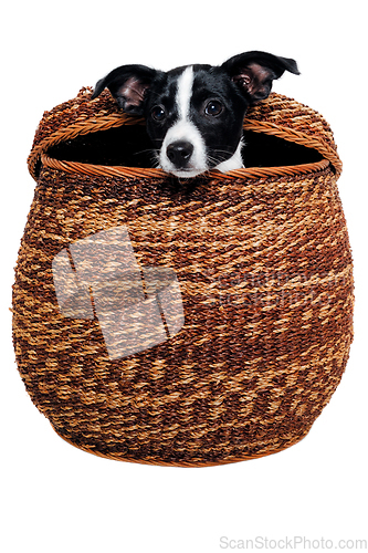 Image of Happy Rat terrier puppy dog is playing in a basket, taken on a w