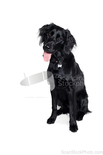 Image of Happy Flat-Coated Retriever dog taken on at clean white backgrou