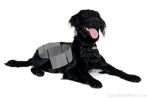 Image of Happy Flat-Coated Retriever dog taken on at clean white backgrou