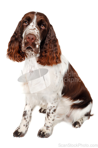 Image of Sad English Springer Spaniel dog taken on at clean white backgro