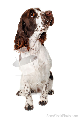 Image of Sad English Springer Spaniel dog taken on at clean white backgro