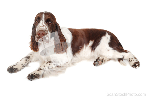 Image of Sad English Springer Spaniel dog taken on at clean white backgro