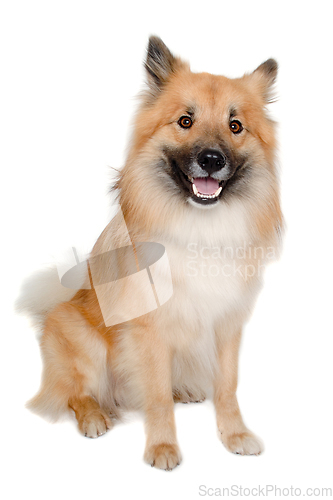 Image of Happy Eurasier dog