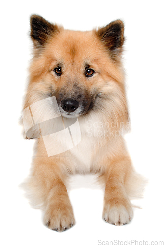 Image of Happy Eurasier dog