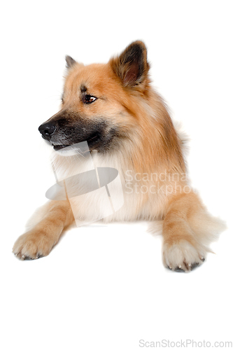 Image of Happy Eurasier dog 