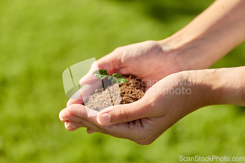 Image of hands holding plant growing in handful of soil