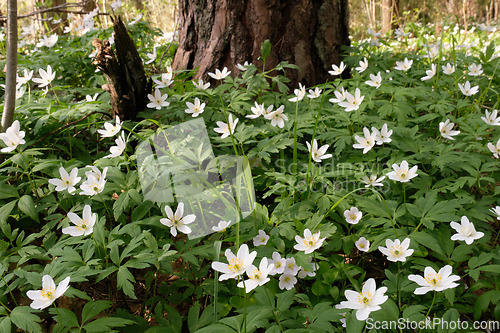 Image of Single flower of Windflower(Anemone nemorosa) closeup