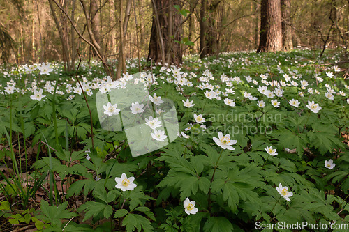 Image of Single flower of Windflower(Anemone nemorosa) closeup