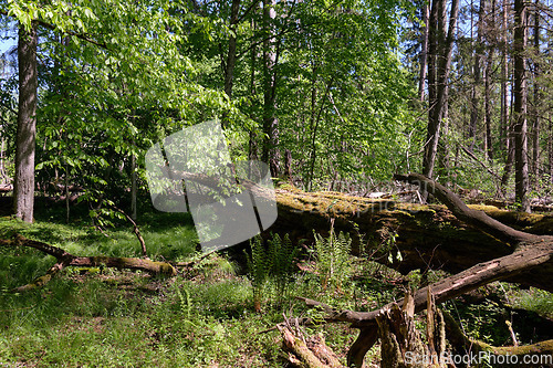 Image of Hornbeam tree deciduous forest in spring