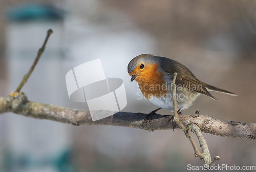 Image of European robin (Erithacus rubecula) in snow