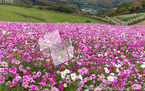 Image of Pink cosmos flower