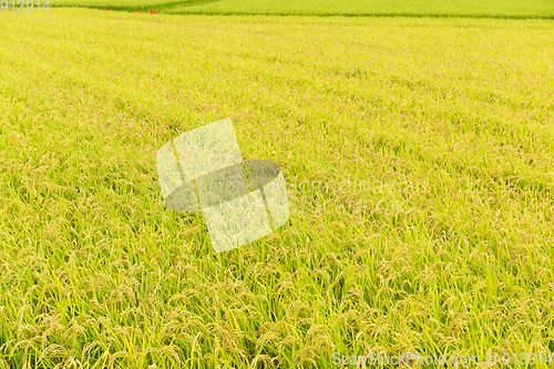 Image of Paddy field