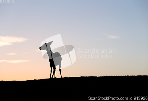 Image of Silhouette of Deer under sunset