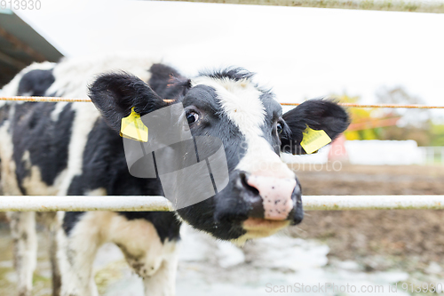 Image of Cows in farm