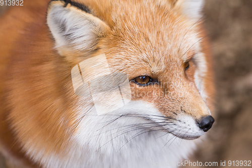 Image of Fox close up