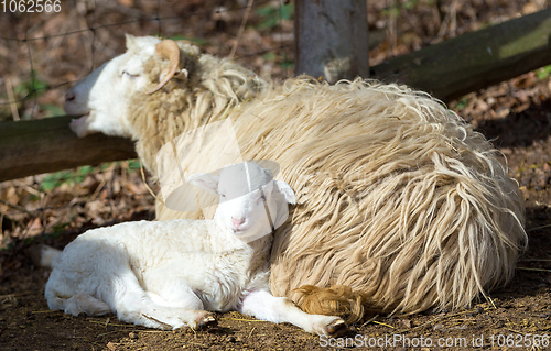 Image of Sheep with lamb, easter symbol