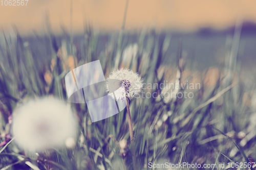 Image of Dandelion, spring abstract color background