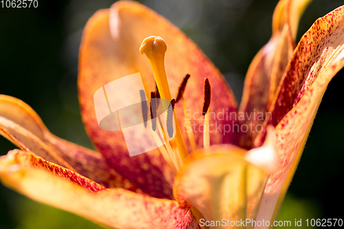 Image of beautiful lily flower in bloom