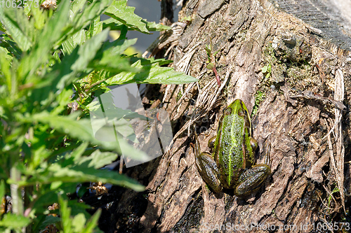 Image of Beautiful marsh frog, European wildlife