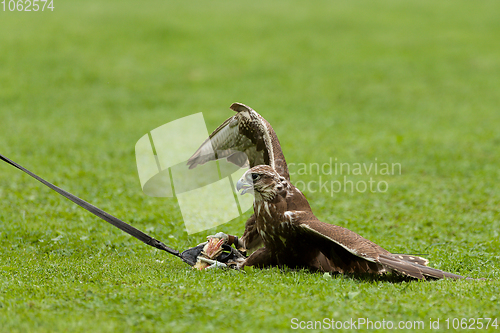 Image of trained bird falcon flying in nature