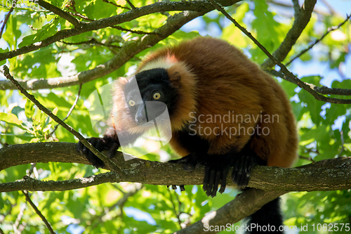 Image of Red ruffed lemur, Varecia rubra