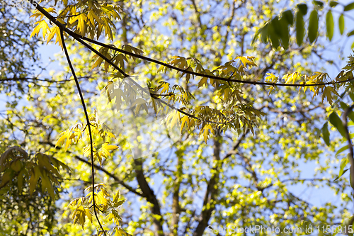 Image of spring trees