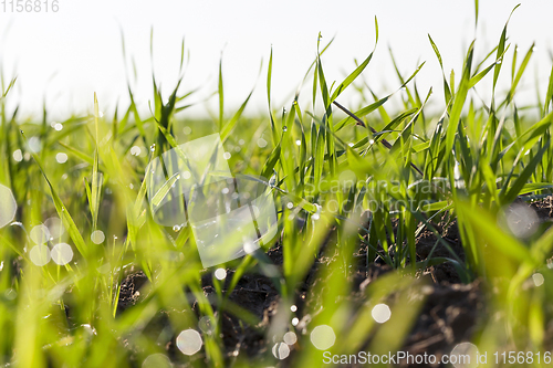 Image of sprouts of wheat