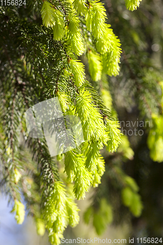 Image of young soft needles