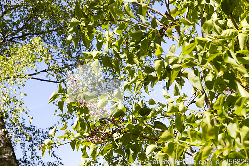 Image of beautiful young lilac foliage