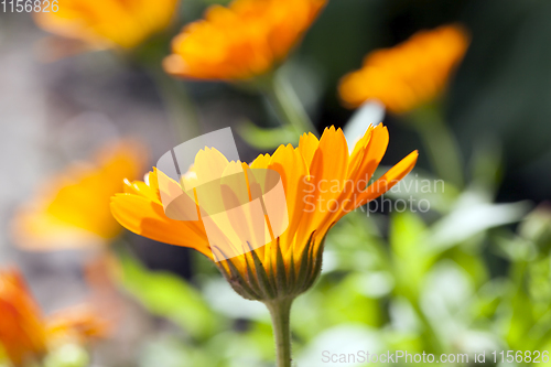 Image of orange calendula