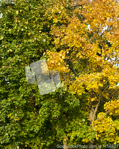 Image of foliage maples