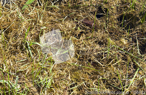 Image of green and yellow grass