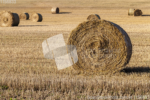 Image of stacks of straw