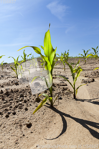 Image of high young green plant corn