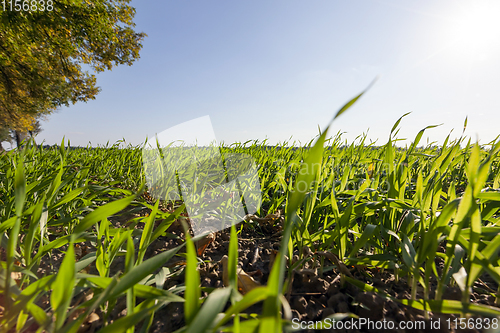 Image of beautiful young wheat