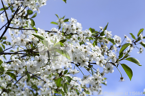 Image of white cherry